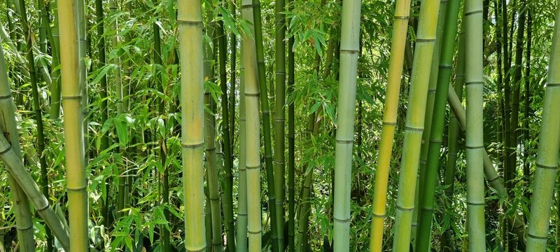 Pals Spain late July 2022 close up of bushy green bamboo in summer natural sunlight