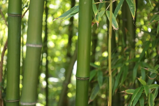 Pals Spain late July 2022 close up of bushy green bamboo in summer natural sunlight