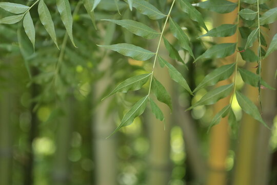 Pals Spain late July 2022 close up of bushy green bamboo in summer natural sunlight