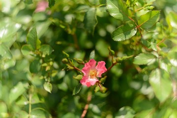 Colorful blurred- gloomy bokeh. Rose background- dark photo flowers. Defocused pastel nature. Bokeh- soft focus lights