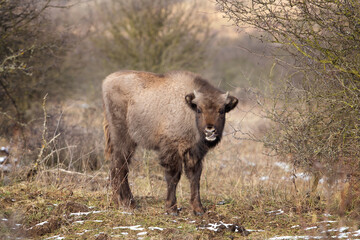 Herd of european bison hides in the bushes. Wood bison during winter time. Huge furry cow on the lend. European nature. 