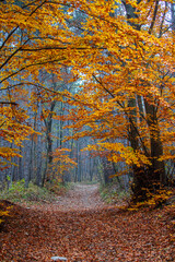 Fototapeta premium path in colorful autumn forest