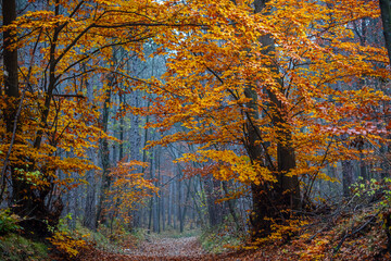 path in colorful autumn forest