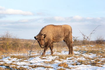 Herd of european bison hides in the bushes. Wood bison during winter time. Huge furry cow on the lend. European nature. 