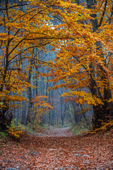foggy forest in autumn time