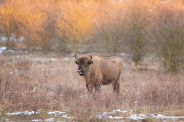 Herd of european bison hides in the bushes. Wood bison during winter time. Huge furry cow on the lend. European nature. 