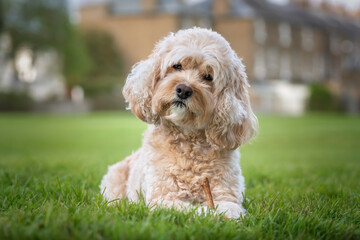 Seven year old Cavapoo laying on the grass with his stick and a curious head tilt