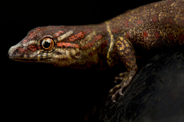 Bridled Sun Gecko (Gonatodes humeralis)