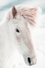 Fototapeta na wymiar Horses during winter in Iceland, beautiful wild horses with amazing view, cold atmosphere, travel in Iceland
