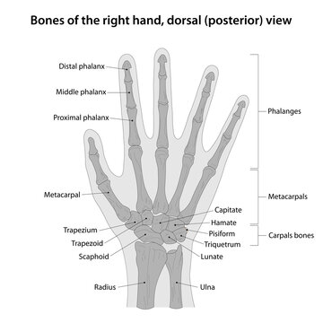 Bones of the right hand, dorsal (posterior) view