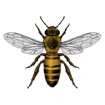 Illustration of a Honey be isolated on white background. 