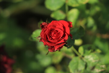 Red rose blooming in a garden
