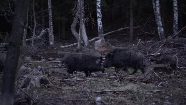 Wild boars during twilight in the forest. Boar are fighting. Wild pig looking for food. European nature. 