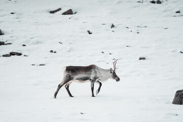 Reindeer in the polar snowy place,Iceland
