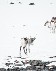  Group of Reindeer in the wild and frozen nature surrounded by snow ,Iceland