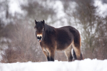 Fototapeta premium Wild horse hides in the bushes. Horse during winter time. European nature. Protected animals in people care
