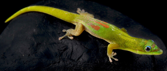 Gold dust day gecko (Phelsuma laticauda)