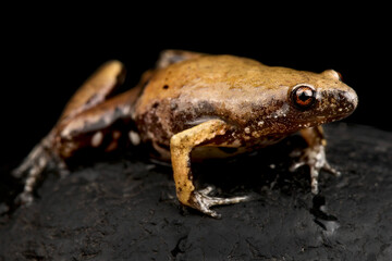 Guyana Humming Frog (Chiasmocleis shudikarensis)