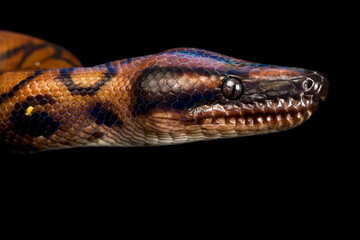Rainbow boa (Epicrates cenchria) Suriname