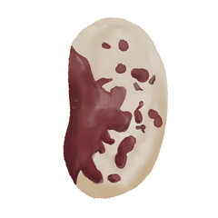 Watercolor food illustration of haricot, bean