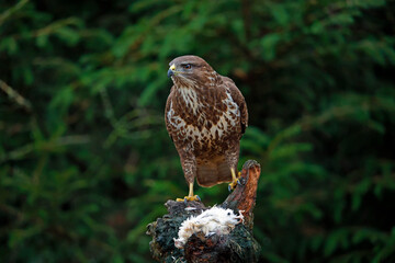 Female buzzard with its prey at a woodland site