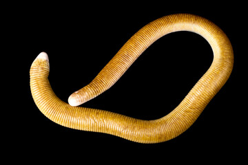 Red Worm Lizard (Amphisbaena alba)