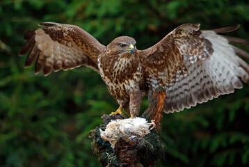 Female buzzard with its prey at a woodland site