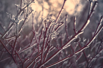 Frozen Drems