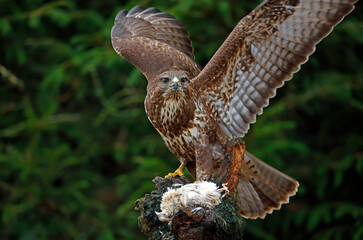 Female buzzard with its prey at a woodland site