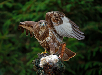 Female buzzard with its prey at a woodland site