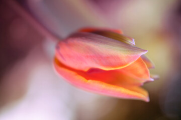 Kwiaty kolorowych tulipanów. Tulipany botaniczne. Sezon wiosenny w ogrodzie - obrazy, fototapety, plakaty