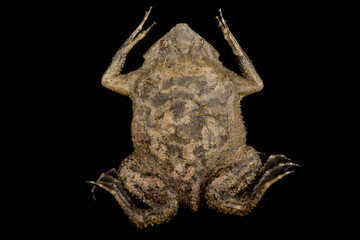Suriname toad (Pipa pipa)