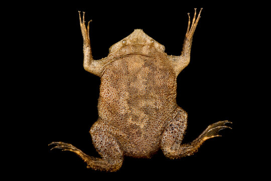 Suriname Toad (Pipa pipa)