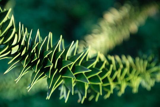 Blurred pattern of acute-angled green leaves of the Chilean araucaria branch. Diagonal geometry. Spiral structure. Monkey puzzle tree, monkey tail tree, Chilean pine