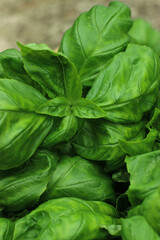 Close up view of fresh green basil leaves on grey background. Natural food background.