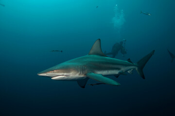 Black tip shark during dive. Sharks in the South Africa coast. Marine life in Indian ocean. 
