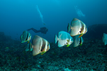 Fototapeta na wymiar Batfish in the shoal. Shoal of fish on the bottom of the Indian ocean. African coast. 