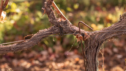 selective focus, detail of the trunk of a vine, of a vineyard, in autumn. Vineyard in autumn. Vine leaves and branches. Vines planted on a trellis. Other vines in the background. Sunny day. Tenerife, 