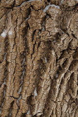 Close-up of tree bark. An old tree. many years ago. carbon sink. close-up macro photography. multiple use. background or backdrop.