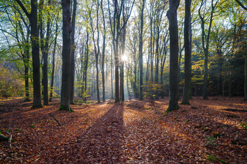 sun shining through the trees