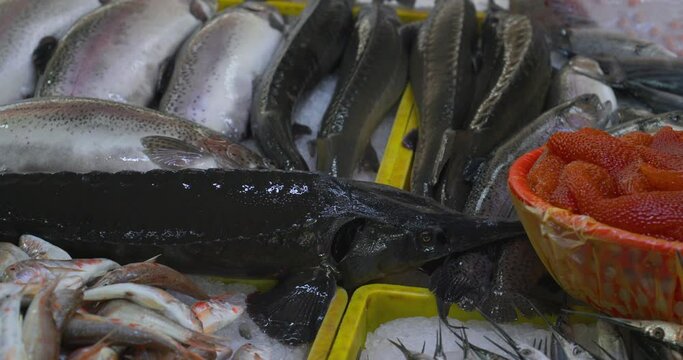 Close-up Of Sturgeon Lying On Counter In A Fish Market. Red Caviar And Freshly Caught Mullus Barbatus Red Mullet At Fish Market.