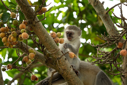 Vervet in the Hluhluwe Imfolozi Game Reserve. Group of monkeys eating fruits on the tree. Vervet monkey in the African nature.