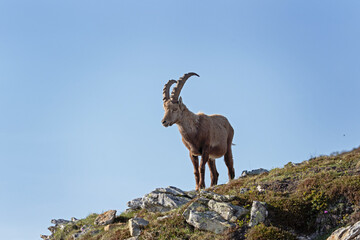 Obraz premium Alpine ibex in switzerland Alps. Ibex in natural habitat. Mountain goat with long horns. European nature. 