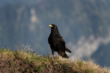 Alpine chough on the meadow. Curious yellow billed chough. Black bird with yellow beak in Switzerland Alps.
