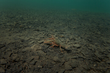 Crayfish walking on the bottom. Wildlife in the fresh lake. Underwater photography by the crayfish. European nature	