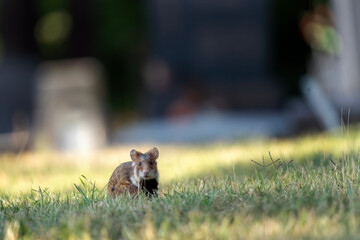 Rare european hamster on the garden. Hamster looking for food. European natural. Brown and white mouse.
