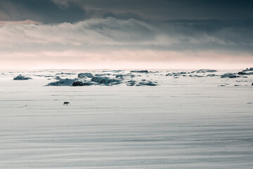 Reindeer in the polar snowy place,Iceland