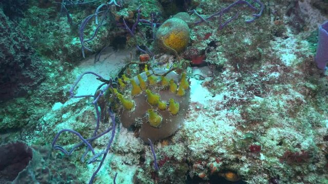 Yellow sponges on coral reef in Cozumel Caribbean Sea
