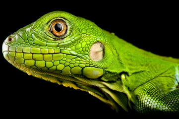 Green Iguana (Iguana iguana) juvenile