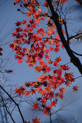 散りゆくもみじの風景